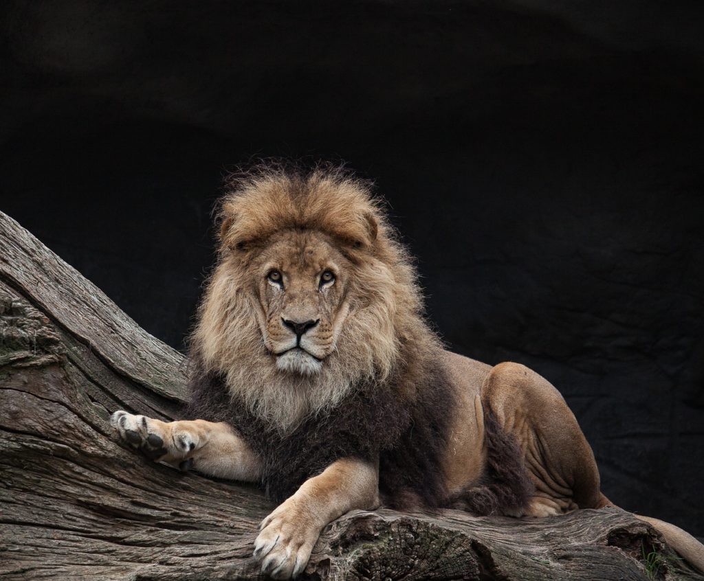 lion, king, predator-2820443.jpg